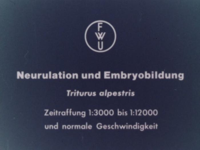 Neurulation und Embryobildung (Triturus alpestris)