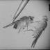 Vererbungsexperimente mit der Taufliege - Drosophila