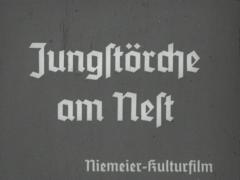 Jungstörche am Nest