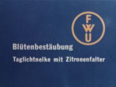 Blütenbestäubung – Taglichtnelke mit Zitronenfalter