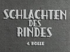 Schlachten des Rindes