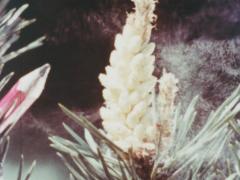 Bestäubung und Befruchtung