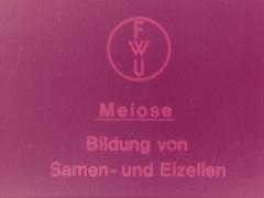 Meiose – Bildung von Samen- und Eizellen