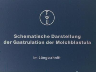 Schematische Darstellung der Gastrulation der Molchblastula im Längsschnitt