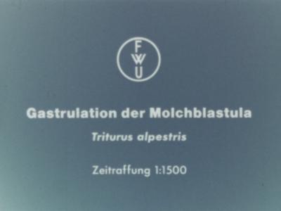 Gastrulation der Molchblastula (Triturus alpestris)