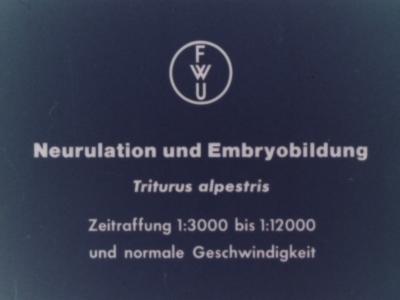 Neurulation und Embryobildung (Triturus alpestris)