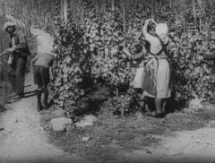 Sommerarbeit im Weinberg