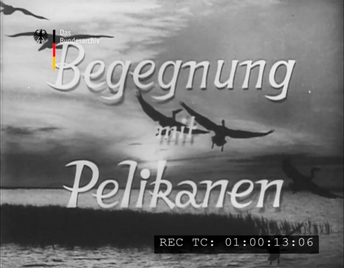 Begegnung mit Pelikanen