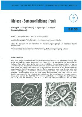 Meiose – Samenzellbildung (real) [Begleitmaterial]
