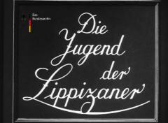Die Jugend der Lippizaner